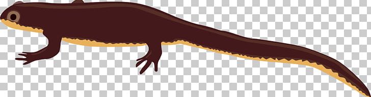 Salamander Newt PNG, Clipart, Amphibian, Animals, Art, Computer Icons, Dinosaur Free PNG Download