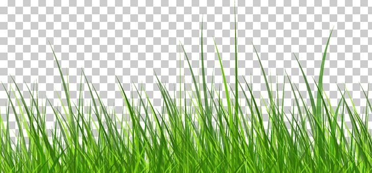 Cartoon Character Computer Wallpaper Grass PNG, Clipart, Balloon Cartoon, Boy Cartoon, Cartoon, Cartoon Character, Cartoon Cloud Free PNG Download