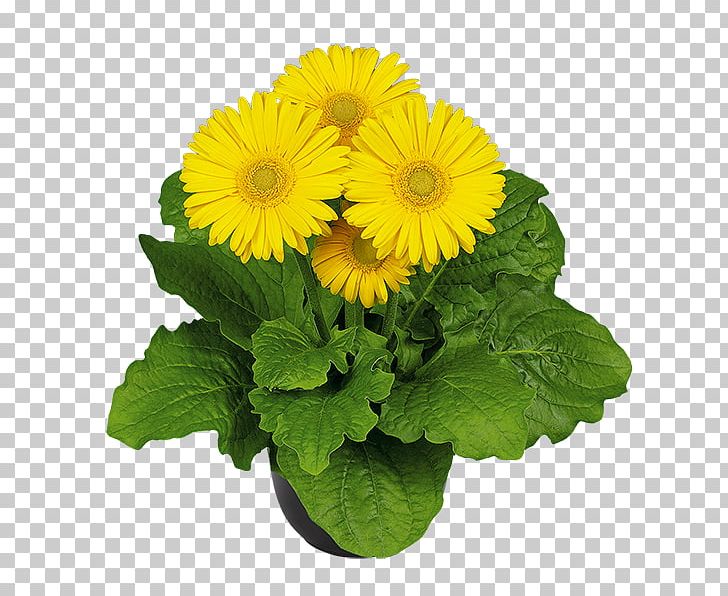 Transvaal Daisy Flower Chrysanthemum Seed Annual Plant PNG, Clipart, Annual Plant, Chrysanthemum, Chrysanths, Color, Cut Flowers Free PNG Download