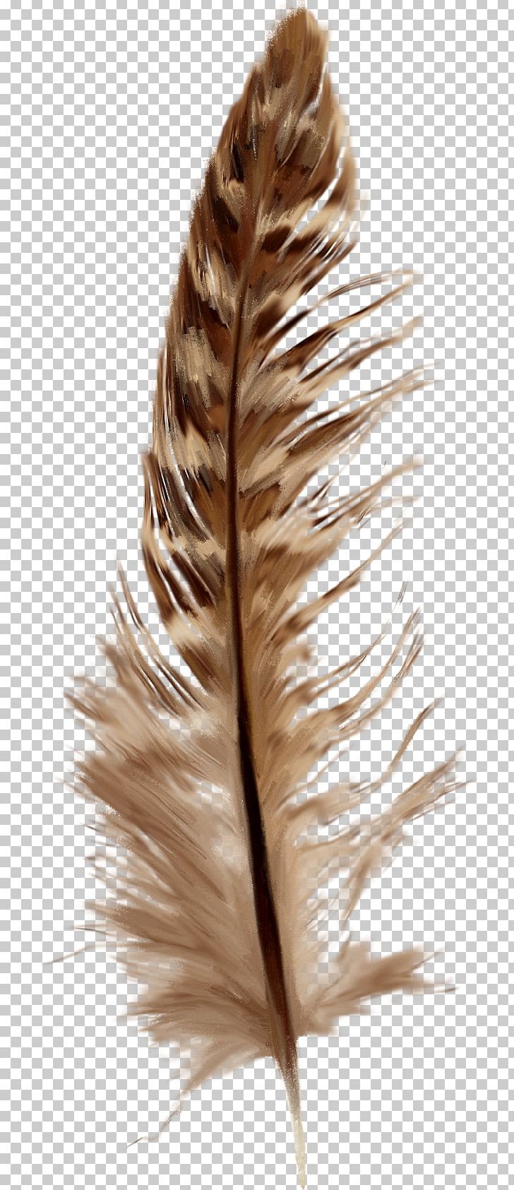 Feather Goose PNG, Clipart, Animals, Blog, Brown, Brown Feathers, Clip Art Free PNG Download