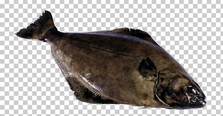 Fish Atlantic Halibut Seafood Atlantic Cod PNG, Clipart, Animals, Atlantic Cod, Atlantic Halibut, Common Ling, Fauna Free PNG Download