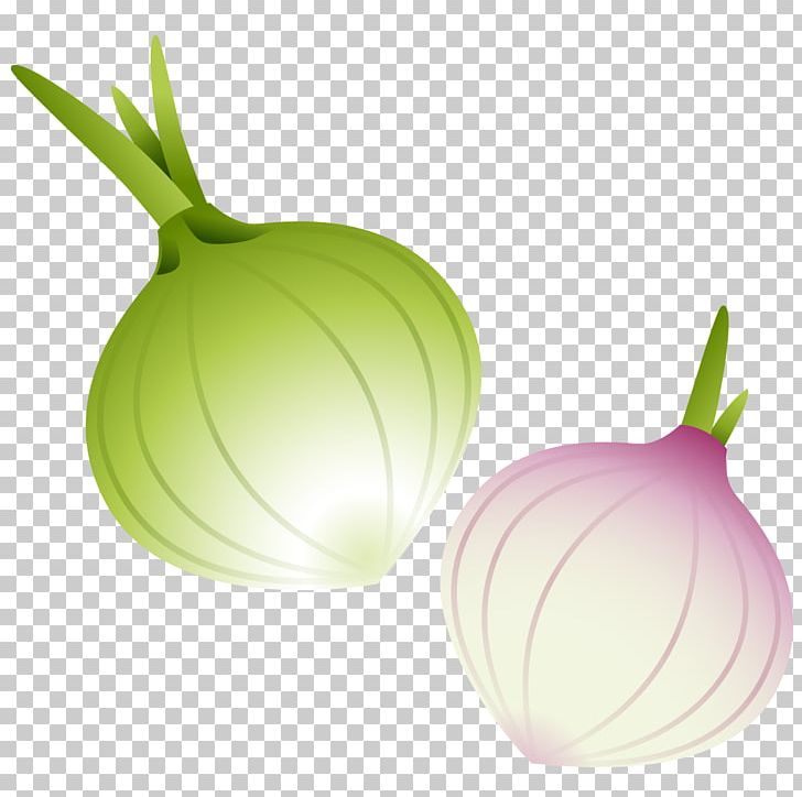 Red Onion Vegetable PNG, Clipart, Computer Wallpaper, Drawing, Euclidean Vector, Food, Fruit Free PNG Download