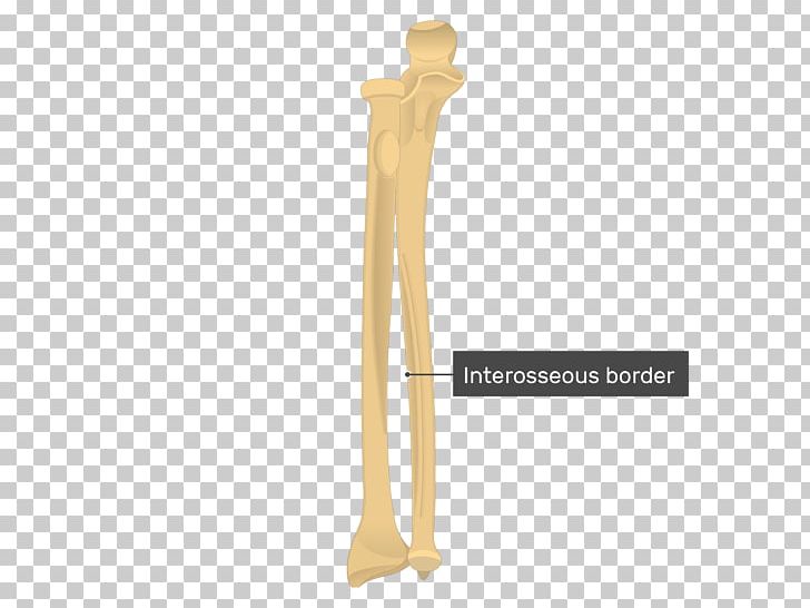 Tuberosity Of The Ulna Radius Radial Tuberosity Ulnar Styloid Process PNG, Clipart, Anatomy, Angle, Appendicular Skeleton, Arm, Bone Free PNG Download