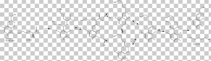 Epipodophyllotoxin Ornithine Decarboxylase Decarboxylation PNG, Clipart, Angle, Black, Black And White, Branch, Catalysis Free PNG Download