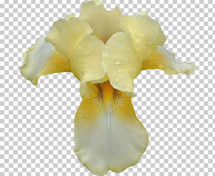 Irises Perfume Orchids Cosmetics PNG, Clipart, Aroma, Cosmetics, Cut Flowers, Flacon, Flower Free PNG Download