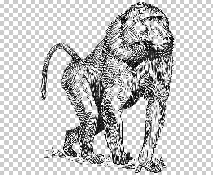 Mandrill Drawing Hamadryas Baboon PNG, Clipart, Animals, Arctic, Arctic Fox, Baboon, Baboons Free PNG Download