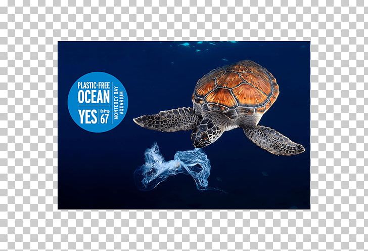 Plastic Bag Sea Turtle Jellyfish PNG, Clipart, Animals, Box Turtle, Eating, Emydidae, Green Sea Turtle Free PNG Download