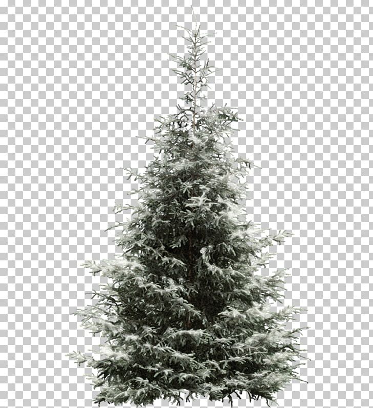 Spruce New Year Tree Fir Pine PNG, Clipart, Albom, Autumn Tree, Black And White, Chris, Christmas Decoration Free PNG Download
