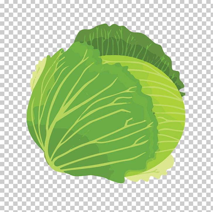 Cabbage Leaf Vegetable Food PNG, Clipart, Brassica Oleracea, Broccoli, Cabbage, Cauliflower, Chinese Cabbage Free PNG Download