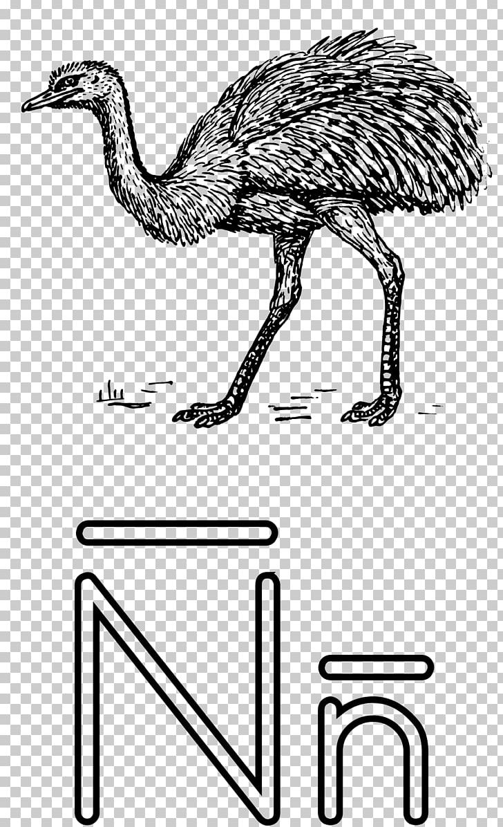 Coloring Book Letter Drawing Alphabet Ñ PNG, Clipart, Alphabet, Beak, Big Ear Tutu, Bird, Black And White Free PNG Download