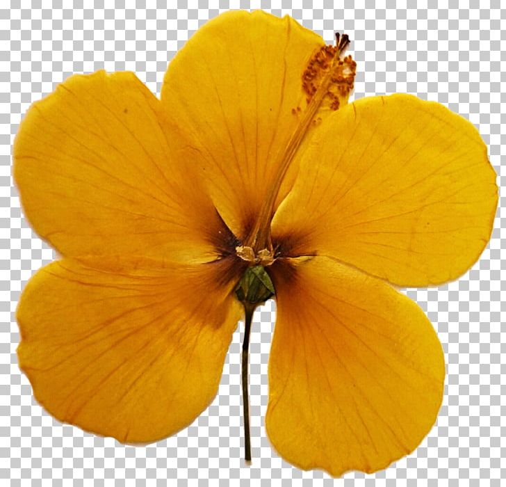 Common Evening-primrose Violet Family PNG, Clipart, Common Eveningprimrose, Common Evening Primrose, Dried, Dried Flowers, Evening Primrose Free PNG Download