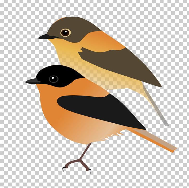 European Robin Finches Old World Orioles American Sparrows PNG, Clipart, American Sparrows, Beak, Bird, Emberizidae, European Robin Free PNG Download