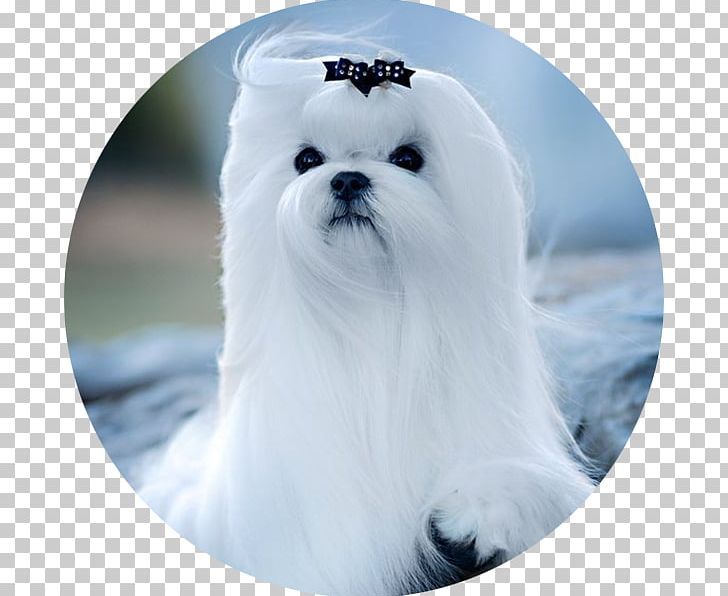 Maltese Dog Havanese Dog Bolonka Bolognese Dog Puppy PNG, Clipart, Animals, Bichon, Bolognese, Bolognese Dog, Carnivoran Free PNG Download