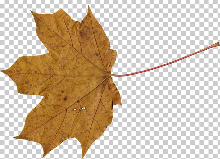 Maple Leaf PNG, Clipart, Canada, Computer Icons, Digital Media, Download, Leaf Free PNG Download