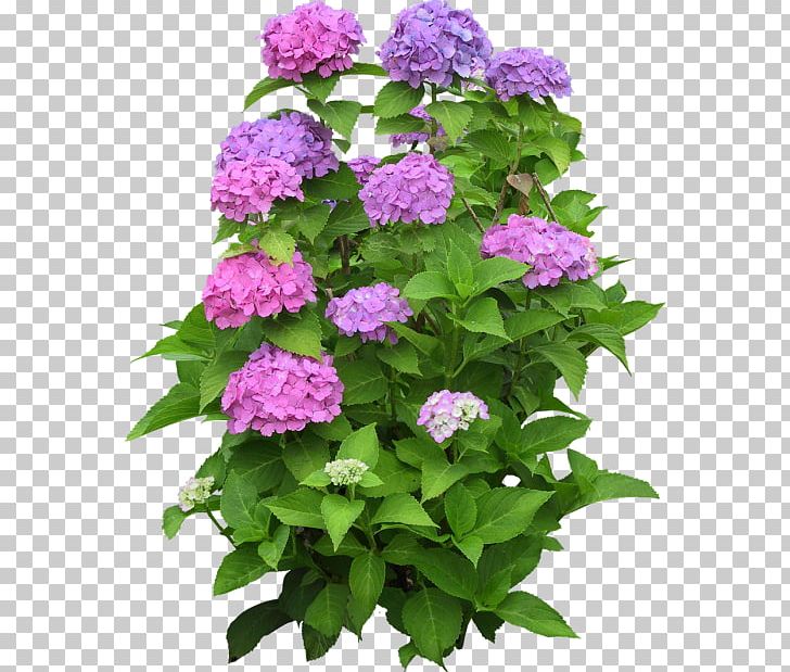 Climbing Hydrangea Houseplant Flower Garden PNG, Clipart, Annual Plant, Box, Cornales, Flower, Flower Garden Free PNG Download