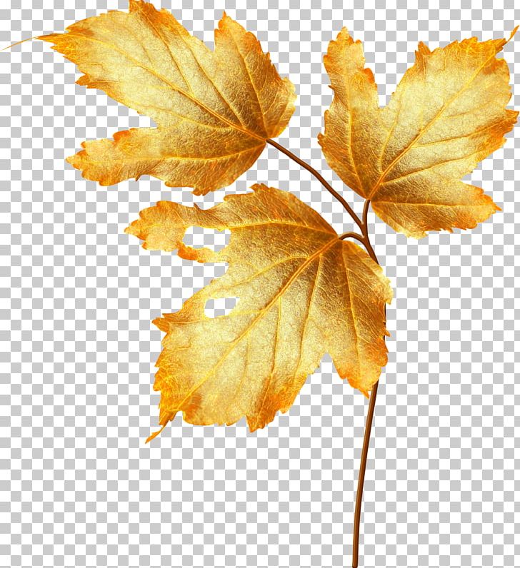 Flower Autumn PNG, Clipart, Autumn Elements, Autumn Leaf, Autumn Leaves, Autumn Tree, Branch Free PNG Download