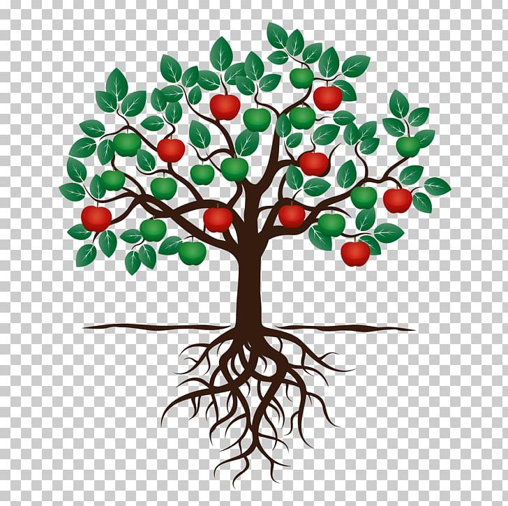 Fruit Tree Drawing Apple Root PNG, Clipart, Apple, Branch, Cherry, Drawing, Flower Free PNG Download