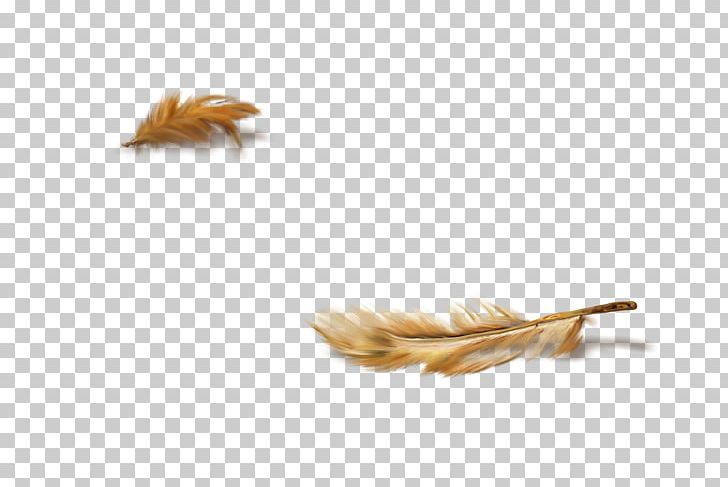 Feather Orange PNG, Clipart, Animals, Beautiful, Beautiful Feathers, Beauty, Beauty Salon Free PNG Download