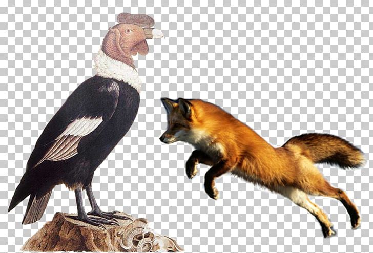 Red Fox Ape Symbol Evolution PNG, Clipart, Alexander Von Humboldt, Andean Condor, Animal, Ape, Aves Free PNG Download