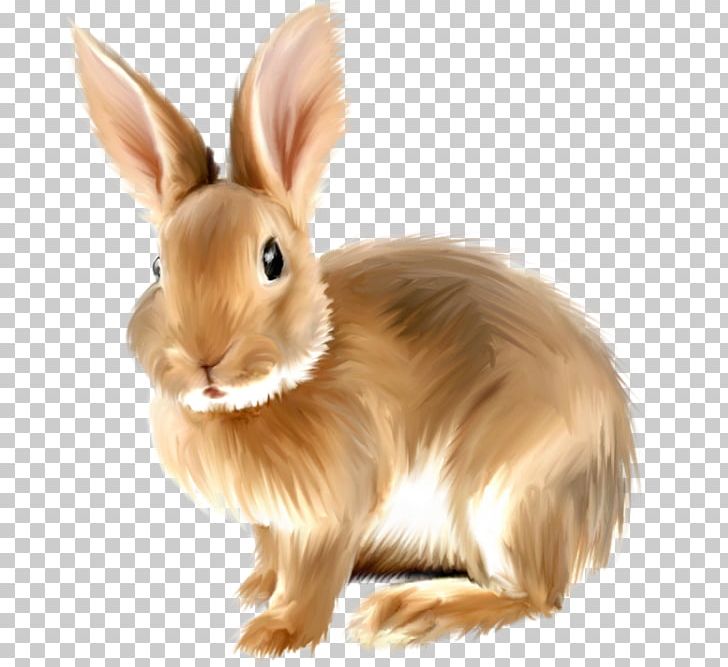 Angora Rabbit Easter Bunny Domestic Rabbit Hare Angel Bunny PNG ...