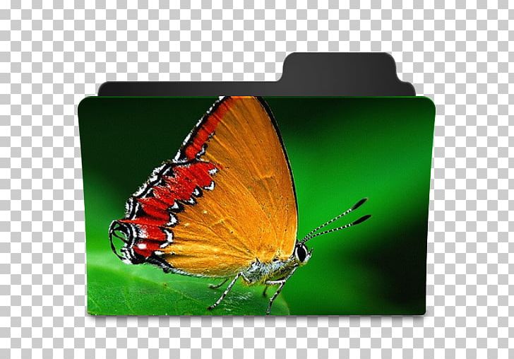 Monarch Butterfly Computer Icons Pieridae Gossamer-winged Butterflies PNG, Clipart, Animal, Arthropod, Brush Footed Butterfly, Butterfly, Butterfly Icon Free PNG Download