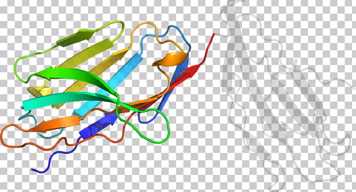 Organism Line PNG, Clipart, Area, Art, Carprofen, Line, Organ Free PNG Download