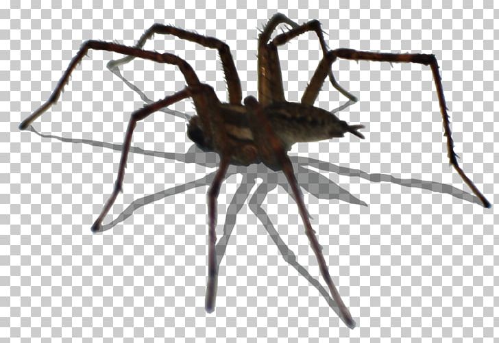 Widow Spiders Insect Wolf Spider Invertebrate PNG, Clipart, Animal, Arachnid, Arthropod, Insect, Insects Free PNG Download