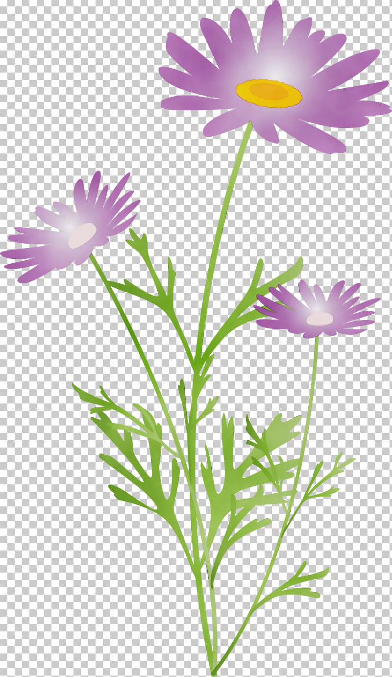 Daisy PNG, Clipart, African Daisy, Aster, Chamomile, China Aster, Daisy Free PNG Download