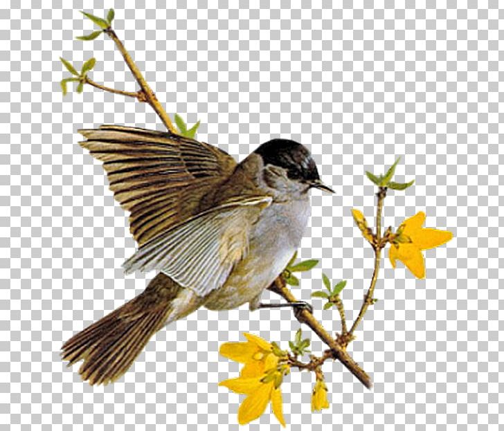 Animation Bird Gfycat PNG, Clipart, Animation, Beak, Bird, Blog, Branch Free PNG Download
