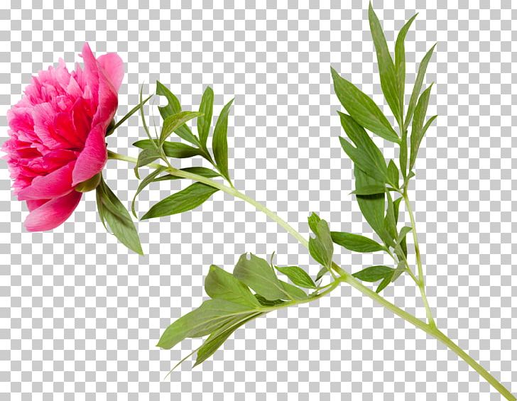 Peony Leaf Portable Network Graphics Plant Stem Cut Flowers PNG, Clipart, Branch, Bud, Cut Flowers, Digital Image, Flora Free PNG Download