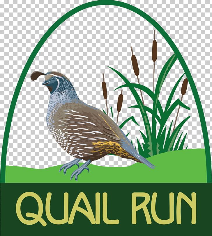 Richland Center Quail Run Golf Links Golf Course County Highway Y PNG, Clipart, Advertising, Bar, Beak, Bird, Country Club Free PNG Download
