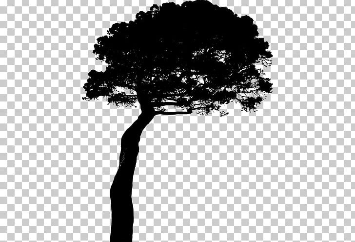 Stone Pine Stencil PNG, Clipart, Black And White, Branch, Computer Icons, Computer Wallpaper, Leaf Free PNG Download