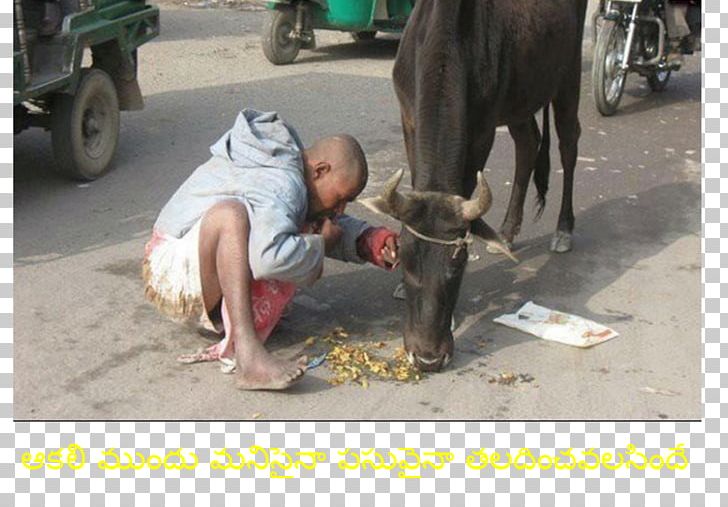 YouTube Poverty In India NDTV India PNG, Clipart, Cattle Like Mammal, India, Livestock, Logos, Ndtv Free PNG Download