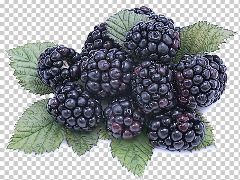 Blackberry Berry Plant Rubus Fruit PNG, Clipart, Berry, Blackberry, Boysenberry, Bramble, Dewberry Free PNG Download