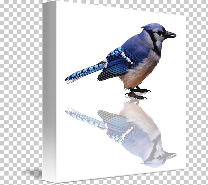 Blue Jay Cobalt Blue Feather Beak PNG, Clipart, Animals, Beak, Bird, Blue, Bluebird Free PNG Download