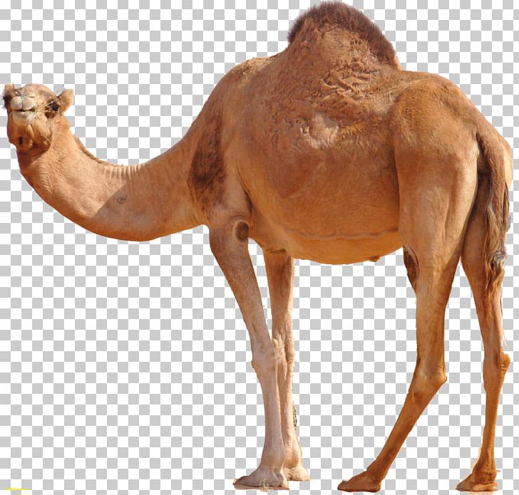 Dromedary Bactrian Camel Desktop PNG, Clipart, 720p, 1080p, Arabian Camel, Bactrian Camel, Camel Free PNG Download
