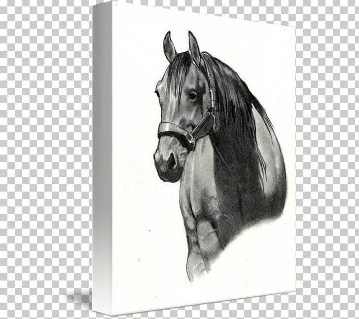 Horse Drawing Paper Sketch PNG, Clipart, Black And White, Bridle, Canvas Print, Drawing, Equestrian Free PNG Download