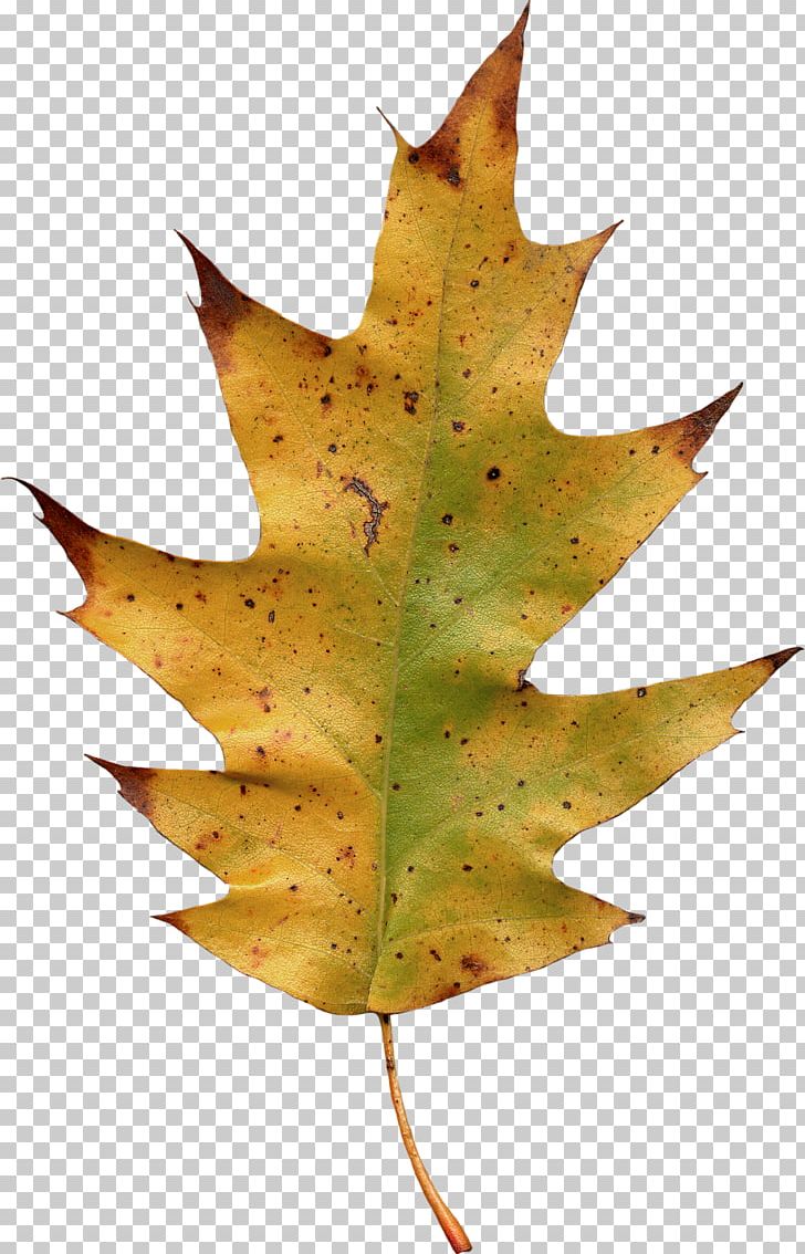 Maple Leaf Yellow PNG, Clipart, Akiba, Autumn, Autumn Leaves, Autumn Tree, Deciduous Free PNG Download