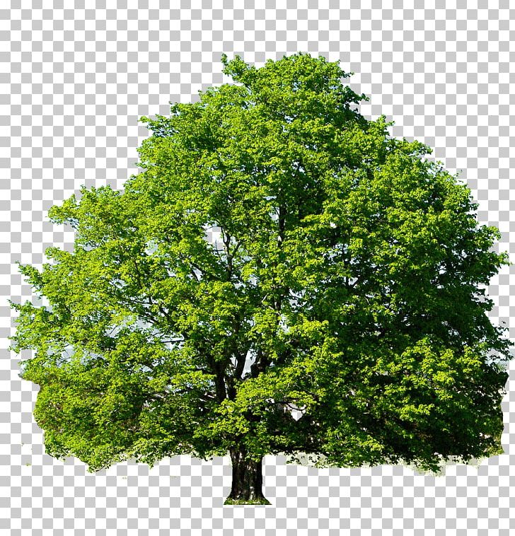 Red Maple Sugar Maple Tree Japanese Maple Quercus Shumardii PNG, Clipart, Ash, Autumn Leaf Color, Beech, Branch, Emerald Ash Borer Free PNG Download