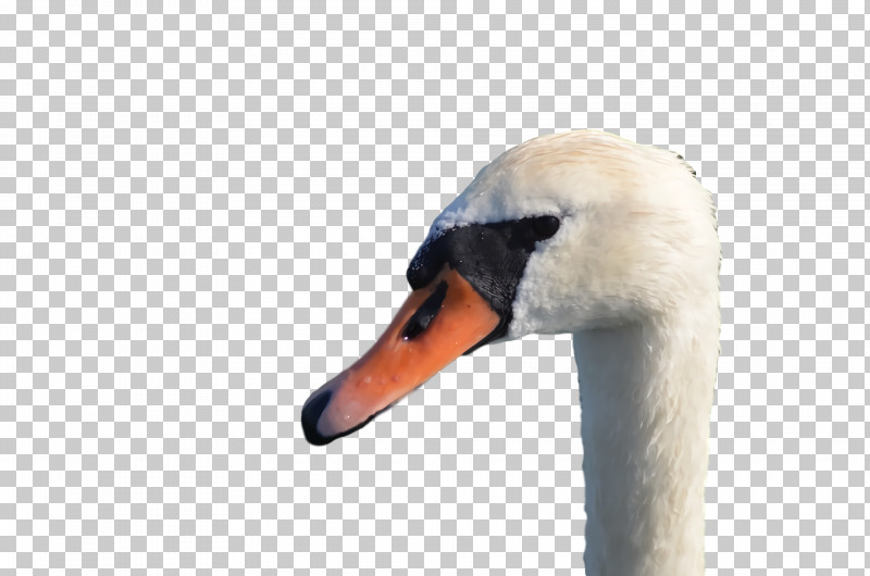 Swans Duck Beak PNG, Clipart, Beak, Duck, Swans Free PNG Download