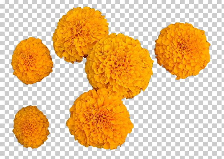 Calendula Officinalis Mexican Marigold Flower PNG, Clipart, Calendula Officinalis, Chrysanthemum, Download, Flower, Flowers Free PNG Download