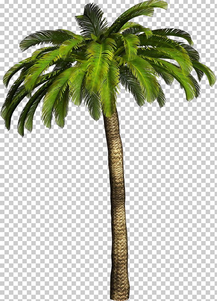 Ceroxyloideae Tree PNG, Clipart, Arecaceae, Arecales, Attalea Speciosa, Borassus Flabellifer, Ceroxyloideae Free PNG Download