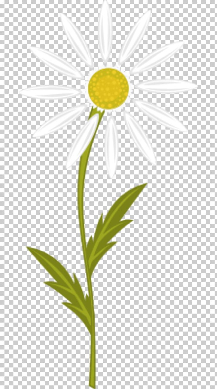 Chamomile Free Content PNG, Clipart, Chamomile, Chamomile Pictures, Daisy, Download, Film Free PNG Download