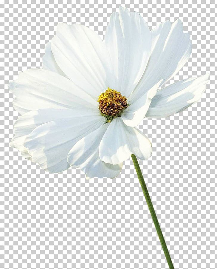 Flower White Petal PNG, Clipart, Albom, Chrysanthemum, Cosmos, Cut Flowers, Daisy Family Free PNG Download