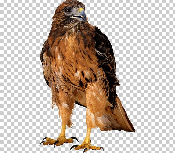 Bird PNG, Clipart, Beak, Bird, Bird Of Prey, Buzzard, Computer Software Free PNG Download