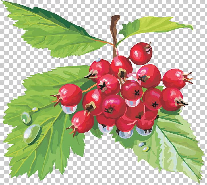 Crataegus Sanguinea Auglis Berry Fruit PNG, Clipart, Branch, Cherry, Color, Currant, Flower Free PNG Download