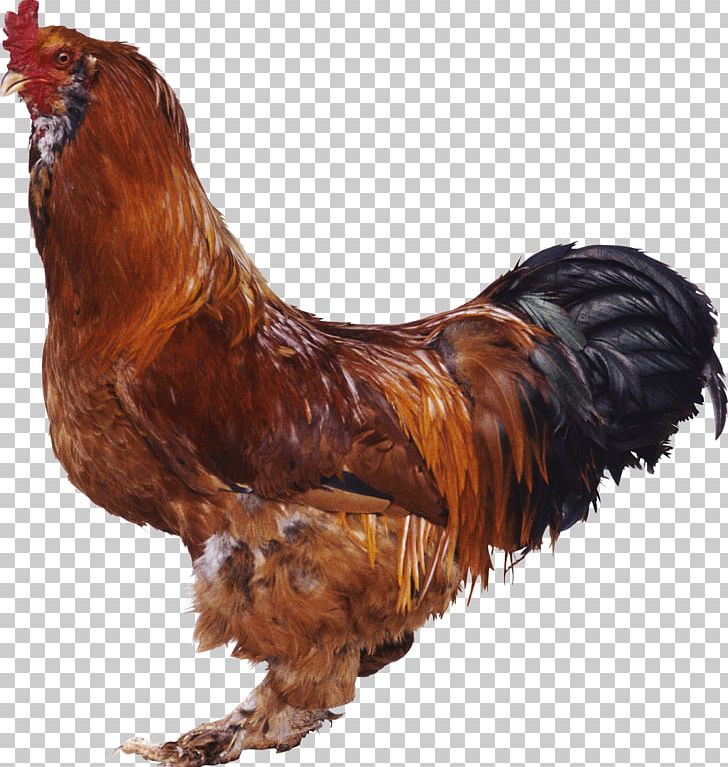 Chicken Rooster Fowl Desktop Fish PNG, Clipart, Animals, Battery Cage, Beak, Bird, Chicken Free PNG Download