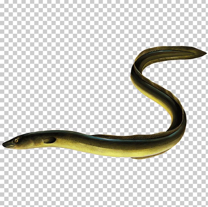 Worm Elapid Snakes Fish .cf European Eel PNG, Clipart, Anguilla, Animals, Elapidae, European Eel, Fish Free PNG Download