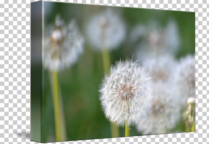 Dandelion Desktop Close-up Computer PNG, Clipart, Closeup, Computer, Computer Wallpaper, Dandelion, Dandelion Border Free PNG Download