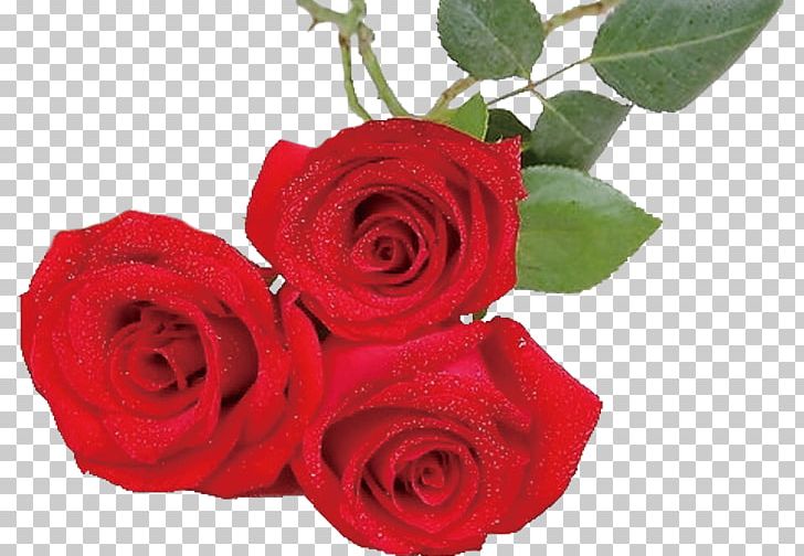 Garden Roses Beach Rose Centifolia Roses Red Flower PNG, Clipart, Artificial Flower, Centifolia Roses, Cut Flowers, Day, Dia Dos Namorados Free PNG Download